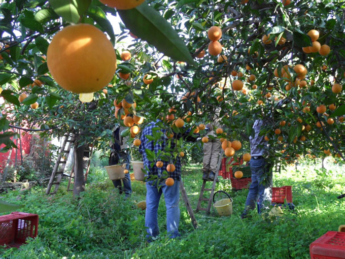 Team of orange pickers